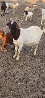 Goats livestock