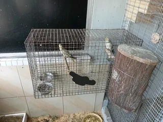 Cage Setup & Breeding Pair Cockatiels