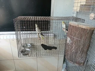 Cage Setup &amp; Breeding Pair Cockatiels