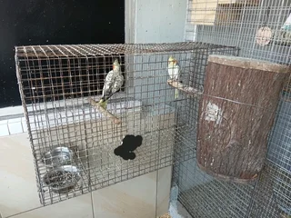 Cage Setup &amp; Breeding Pair Cockatiels