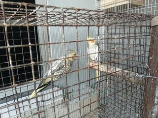 Breeding Pair Pearl Cockatiels For Sale