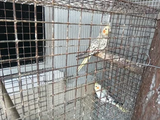 Breeding Pair Pearl Cockatiels For Sale