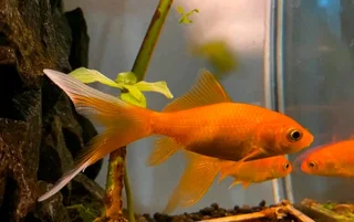 GOLD FISH FOR SALE