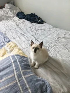 Blue Eyes Siamese Kitten For Sale