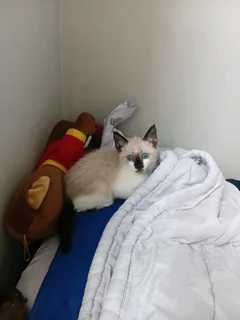 Blue Eyes Siamese Kitten For Sale