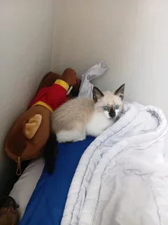 Blue Eyes Siamese Kitten For Sale