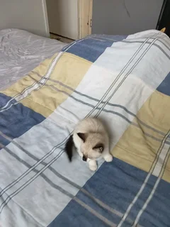 Blue Eyes Siamese Kitten For Sale