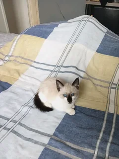 Blue Eyes Siamese Kitten For Sale