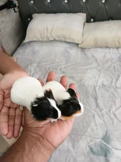 Adorable Baba Guinea Pigs For Sale