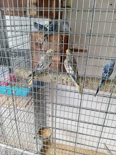 Mature Breeding Pair Cockatiels For Sale