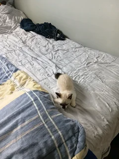 Blue Eyes Siamese Kitten For Sale