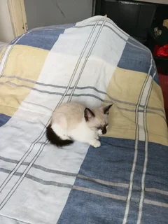 Blue Eyes Siamese Kitten For Sale