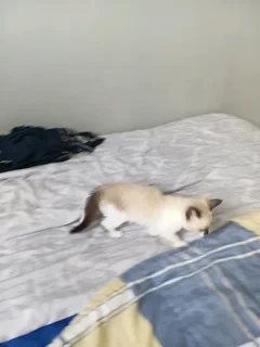 Blue Eyes Siamese Kitten For Sale