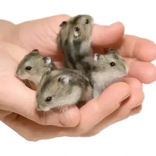 Russian Dwarf Hamsters Early Christma Gifts