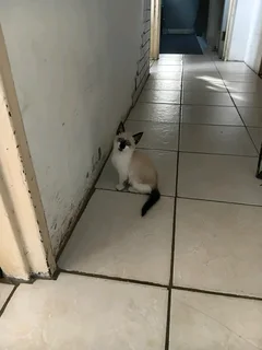 Adorable Siamese Kitten ( Blue Eyes ) For Sale