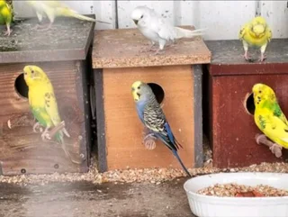 Breeding Flock of Budgies For Sale