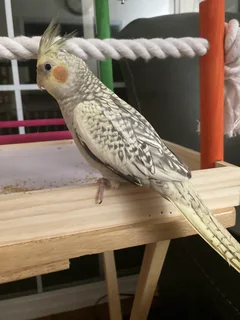 Beautiful Cockatiel For Sale