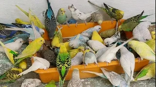 10x Breeding Pairs Of Budgies