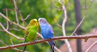 Pair Budgies For Sale
