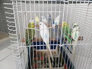 9 x Budgies For Sale ( First Comes First )