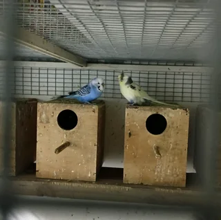 Beautiful Pair Budgies For Sale