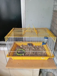Dwarf Hamster And Cage For Sale