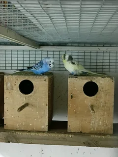 Breeding Pair Budgies For Sale