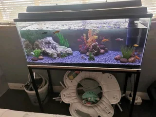 Fish Tank , Fish, Stand , Etc Complete