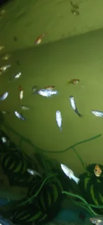 Aquiruim fish