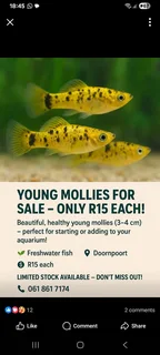Fish - Ad posted by Herman Venter