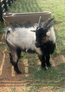 Dwarf Male Goat For Sale