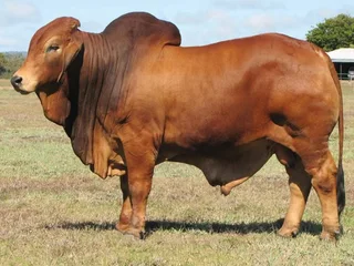 Red Brahman Cattles for sale