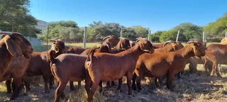 Kalahari Goats For Sale