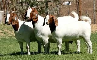 Boer Goats For Sale