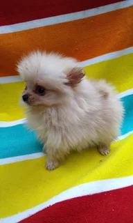 Pomeranian /Toy Pom