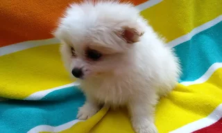Pomeranian /Toy Pom