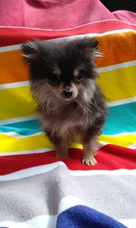 Pomeranian /Toy Pom