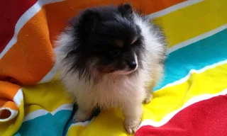 Pomeranian /Toy Pom
