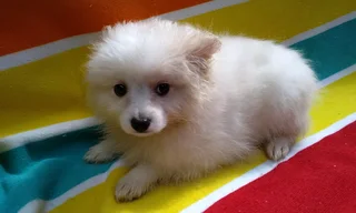 Pomeranian /Toy Pom