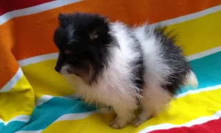 Pomeranian /Toy Pom