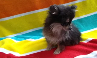 Pomeranian /Toy Pom