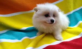 Pomeranian /Toy Pom
