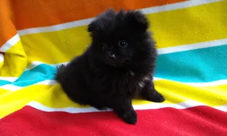 Pomeranian /Toy Pom