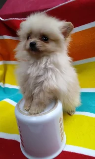 Pomeranian /Toy Pom
