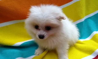 Pomeranian /Toy Pom