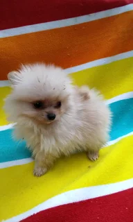 Pomeranian /Toy Pom