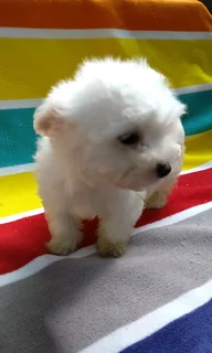 Miniature Maltese