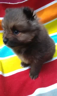 Pomeranian /Toy pom
