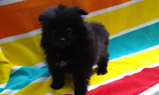 Pomeranian /Toy pom