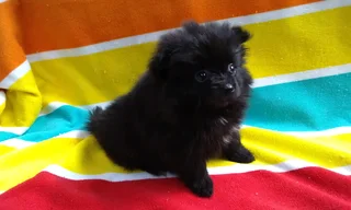 Pomeranian /Toy pom